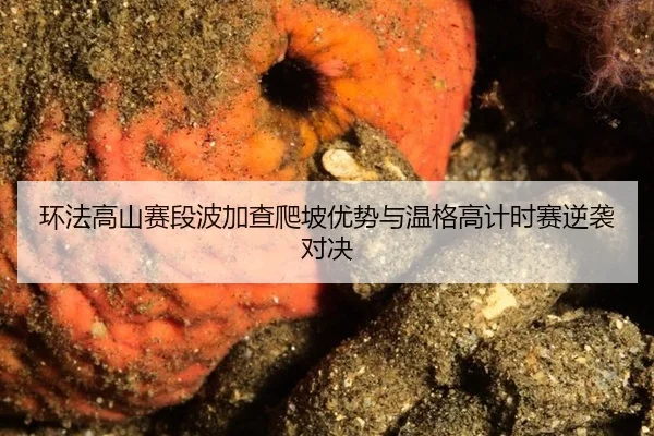 huan-fa-gao-shan-sai-duan-bo-jia-cha-pa-po-you-shi-yu-wen-ge-gao-ji-shi-sai-ni-xi-dui-jue-2-602.jpg